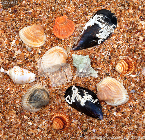 Image of Seashells on sand in sun summer day