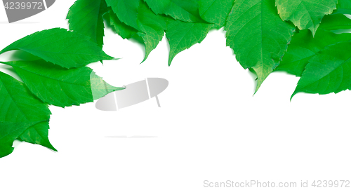 Image of Green leaves frame isolated on white background