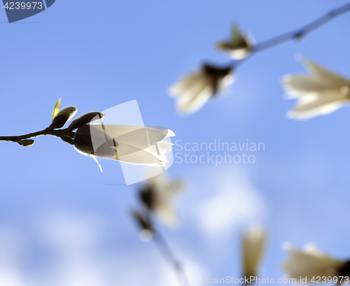 Image of Buds of blooming magnolia and blue sky