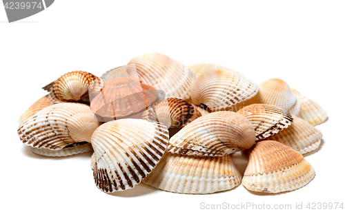 Image of Seashells of anadara and scallop