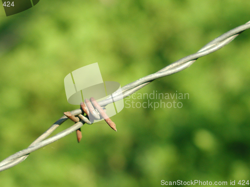 Image of Barbwire