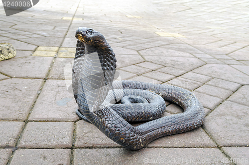 Image of Cobra dancing  in Marrakech Morocco