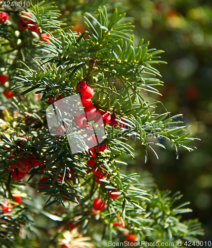 Image of Yew Tree and Berries