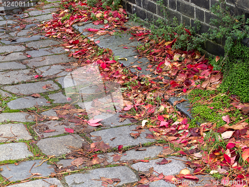 Image of Autumn Leaves