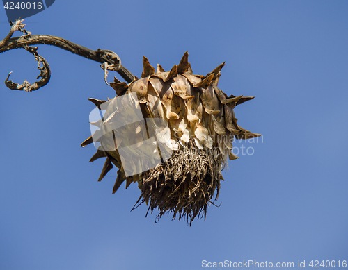 Image of Dead Flower Head