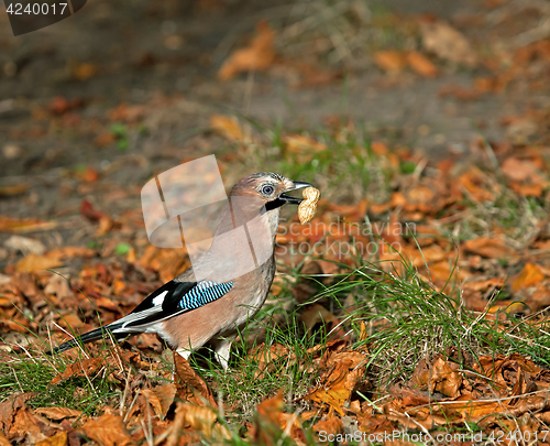 Image of Eurasian Jay