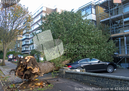 Image of Fallen Elm Tree