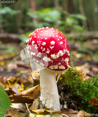 Image of Fly Agaric Fungus