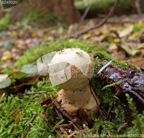Image of Toadstool Fungus in Woodland