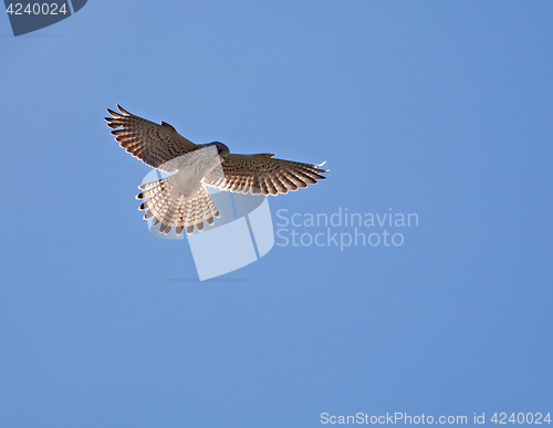 Image of Common Kestrel Hovering