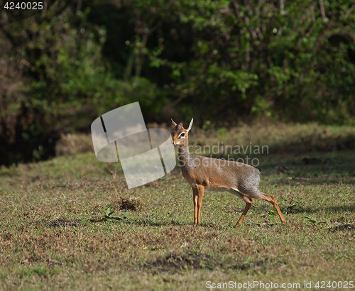 Image of Kirk's Dik-Dik