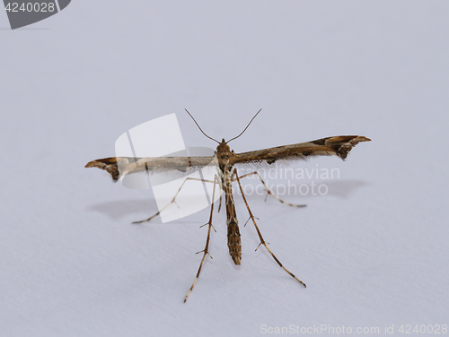 Image of Plume Moth