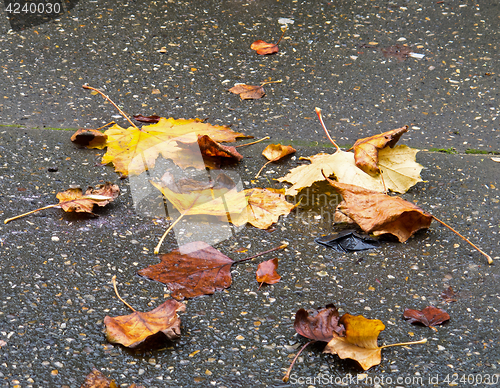 Image of Leaves in Rain