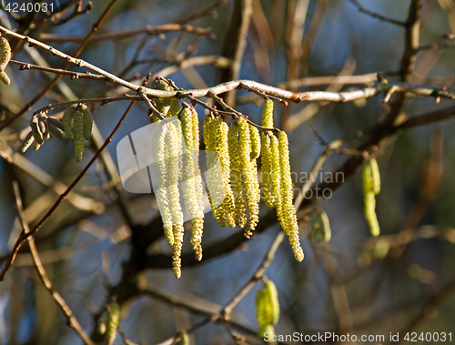 Image of Catkins