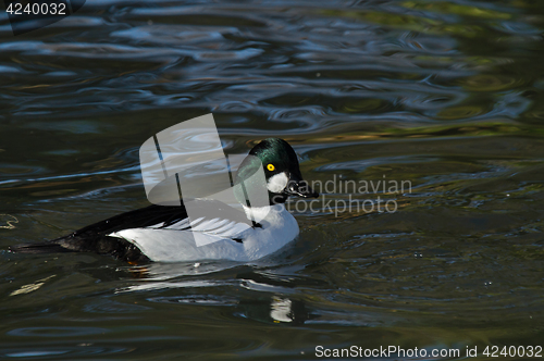 Image of Common Goldeneye Male