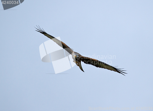 Image of Red Kite Soaring