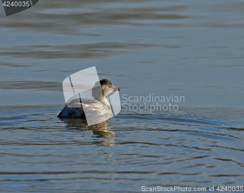 Image of Little Grebe