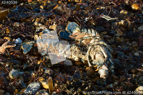 Image of Lobsters on Beach