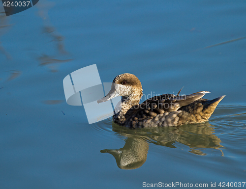 Image of Marbled Duck