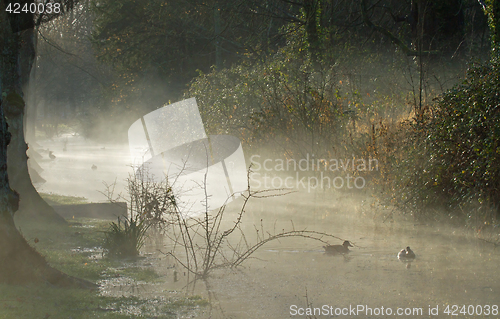 Image of Mist and Sunshine