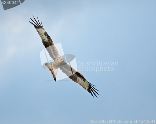 Image of Red Kite Soaring Right