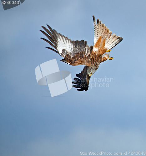 Image of Red Kite Stooping