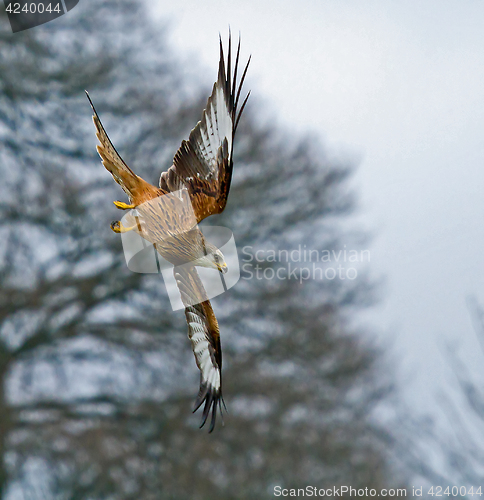 Image of Red Kite Stooping to Right