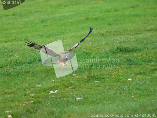 Image of Red Kite Talons Extended