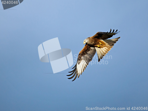 Image of Red Kite Turning