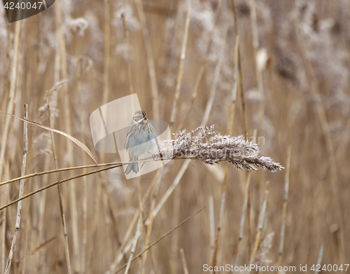 Image of Reed Bunting on Reed