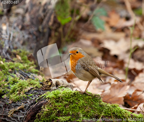 Image of Robin in Woodland