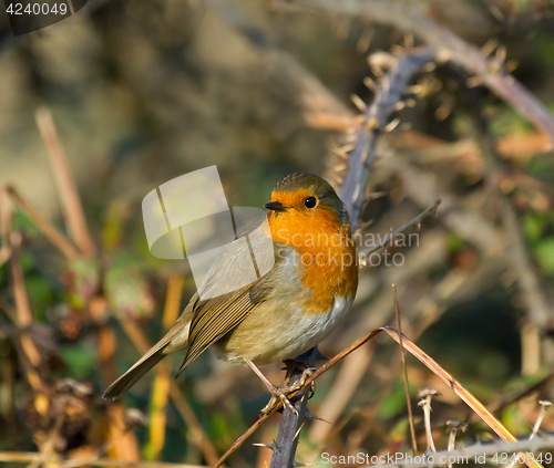 Image of Robin on Bramble