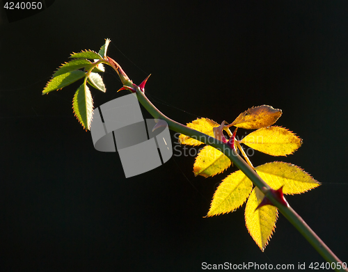 Image of Rose Leaves Backlit