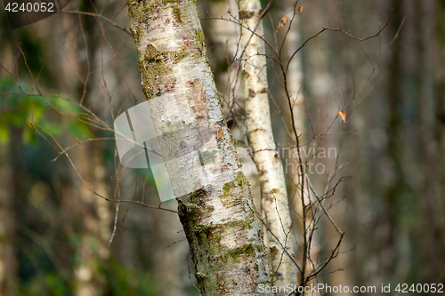 Image of Silver Birch Tree in Woodland