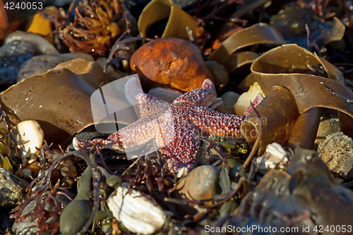 Image of Starfish on Beach