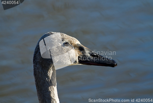 Image of Trumpeter Swan Cygnet