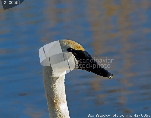 Image of Trumpeter Swan