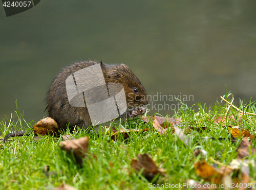 Image of Water Vole Eating