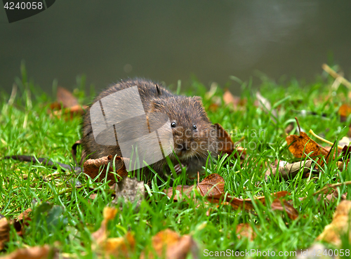 Image of Water Vole