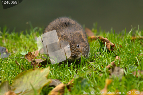 Image of Water Vole on River Bank