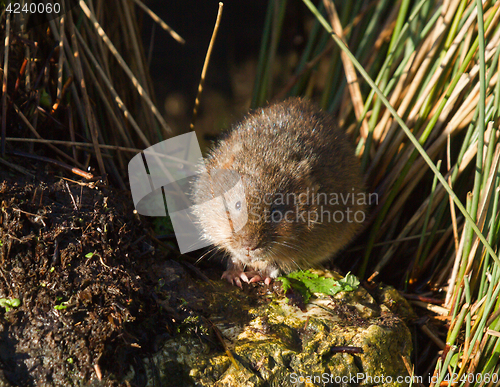Image of Water Vole on Rock