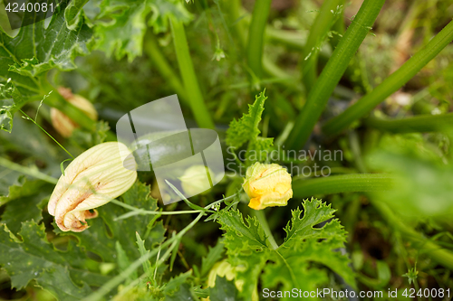 Image of squashes at summer garden bed