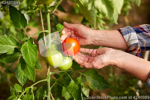 Image of senior farmer picking tomatoes at farm greenhouse