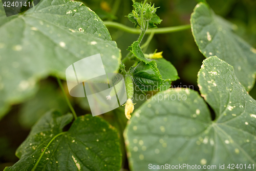 Image of close up of cucumber growing at garden