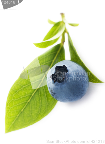 Image of blueberry