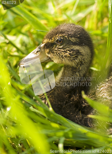 Image of duck