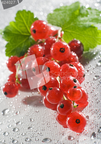 Image of redcurrant