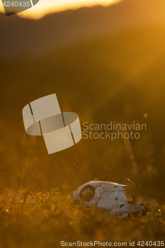 Image of Animal skull in a atumn grass
