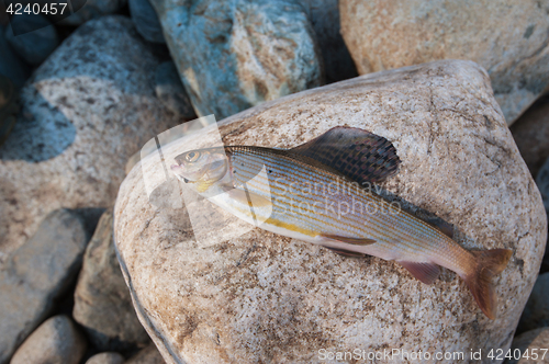 Image of grayling on pebble