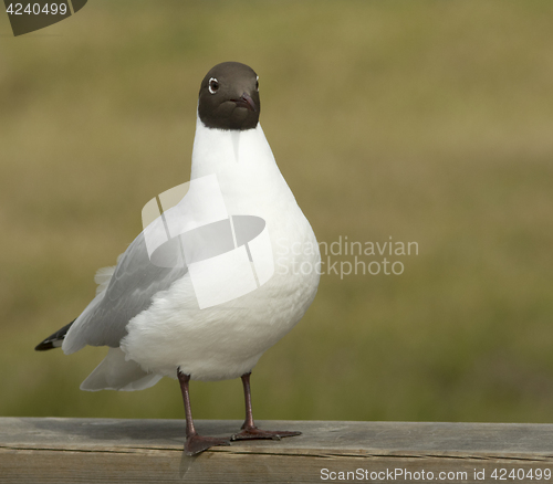 Image of Black-headed Gul